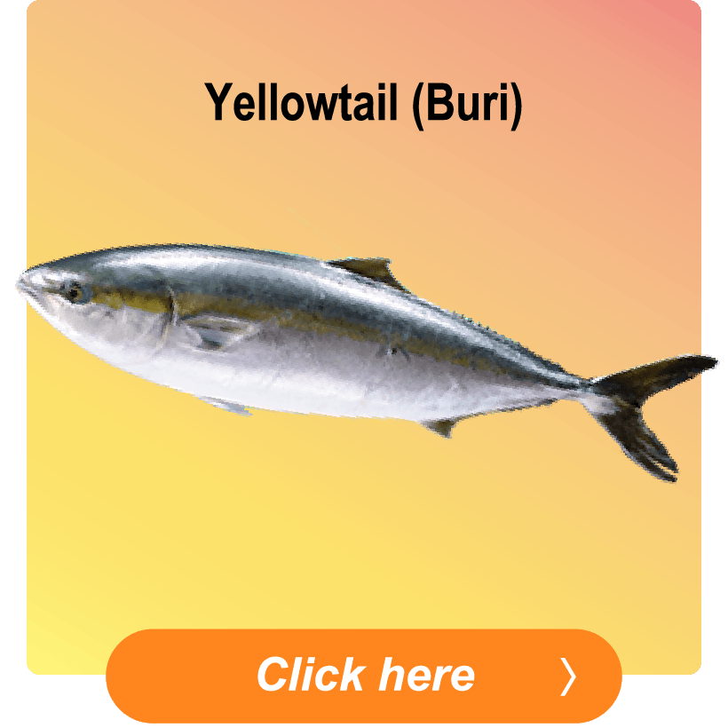 Yellowtail (Buri)