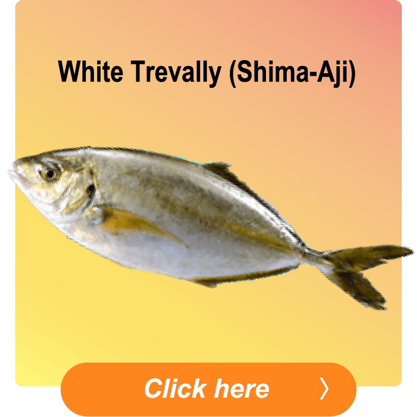 White Trevally (Shima-Aji)