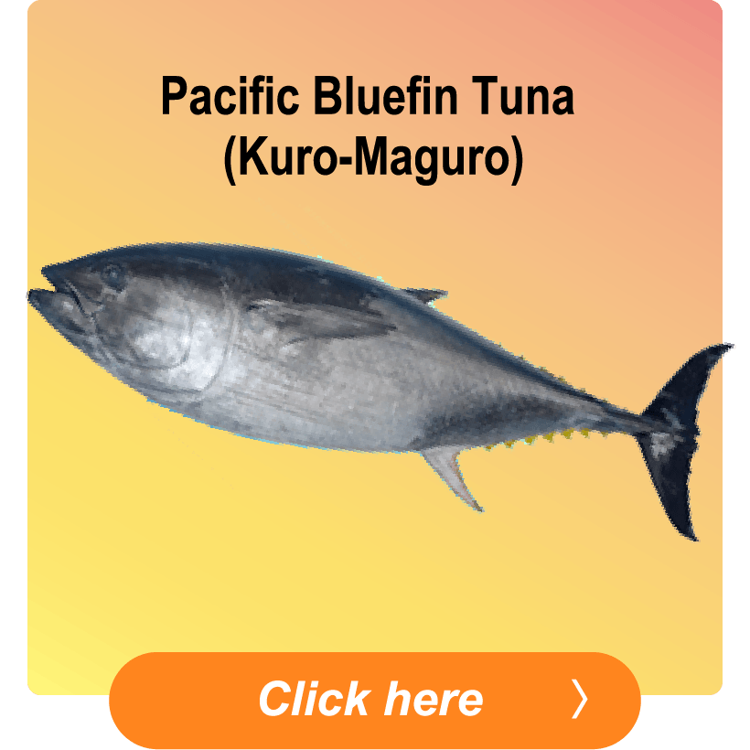 Pacific Bluefin Tuna (Kuro-Maguro)