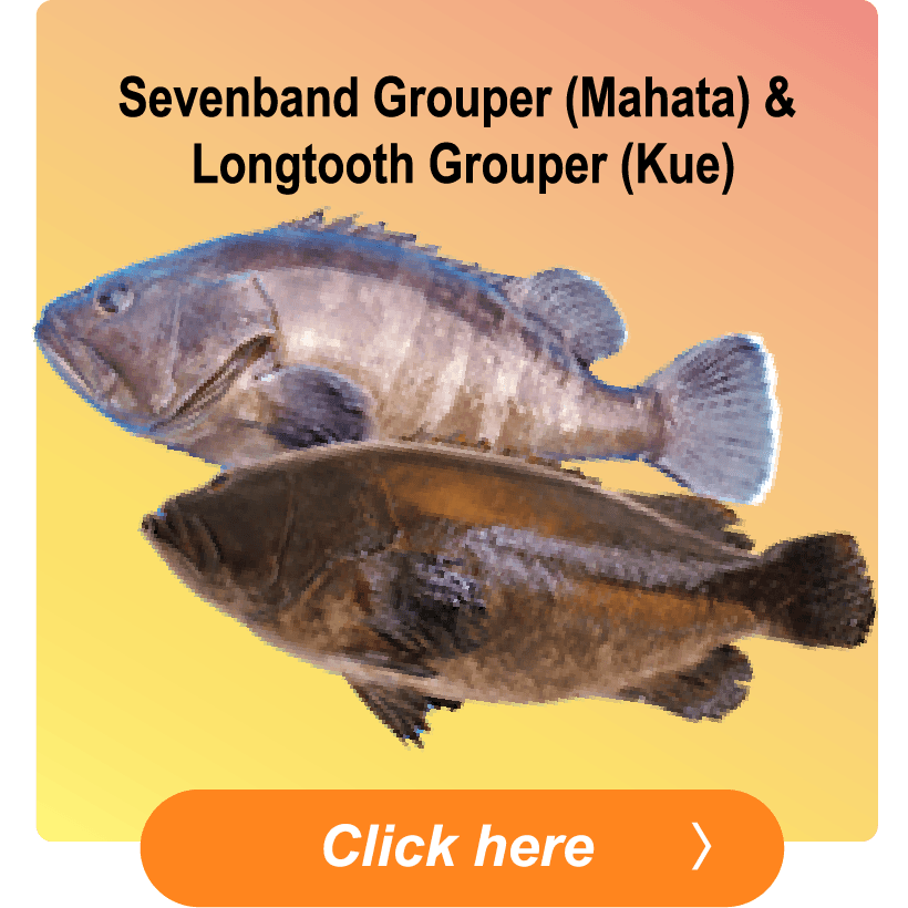 Sevenband Grouper (Mahata) & Longtooth Grouper (Kue)