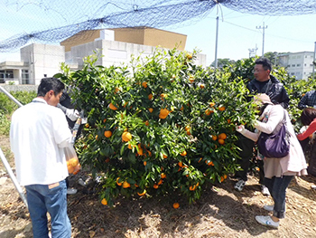 Harvesting Japan’s finest kara mandarins - Dating event (Nakajima Island)
