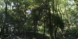 鹿島の森の写真