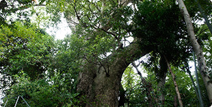 Photo of Husband and wife camphor trees