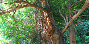 Photo of Sacred tree of Kaya