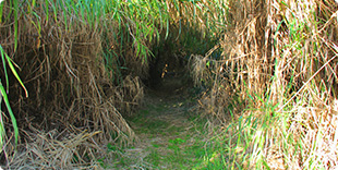 ケモノ道の様な木のトンネルの写真