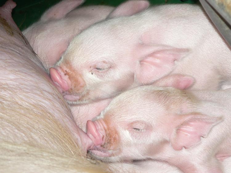 豚の繁殖管理の画像3
