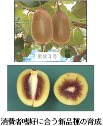 愛媛県オリジナルキウイフルーツ品種育成試験の画像3