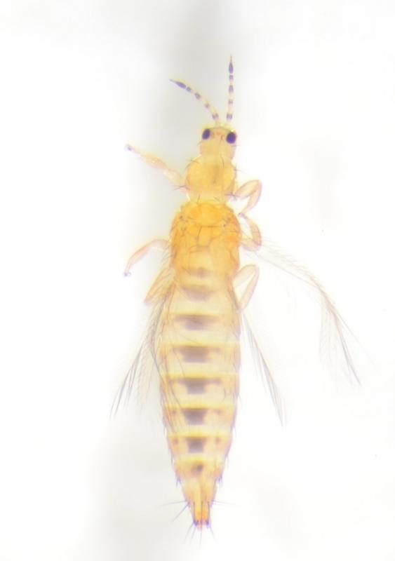​ミカンキイロアザミウマ雌成虫の画像