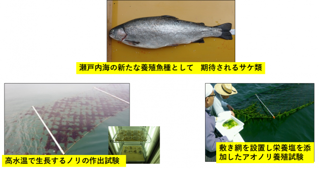 瀬戸内海の養殖業への技術支援の画像