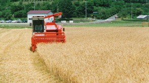汎用コンバインによる小麦の収穫作業の画像