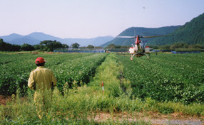 無人ヘリによる大豆の防除作業の画像