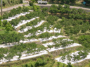温州みかんのマルチ栽培の画像