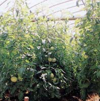 中山間地の雨よけトマト栽培