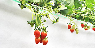 image:Strawberry Picking