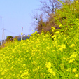 image3:A trip to spring time Iyo along flower paths