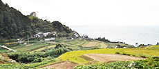 Terraced Rice Paddies in Hondani Area
