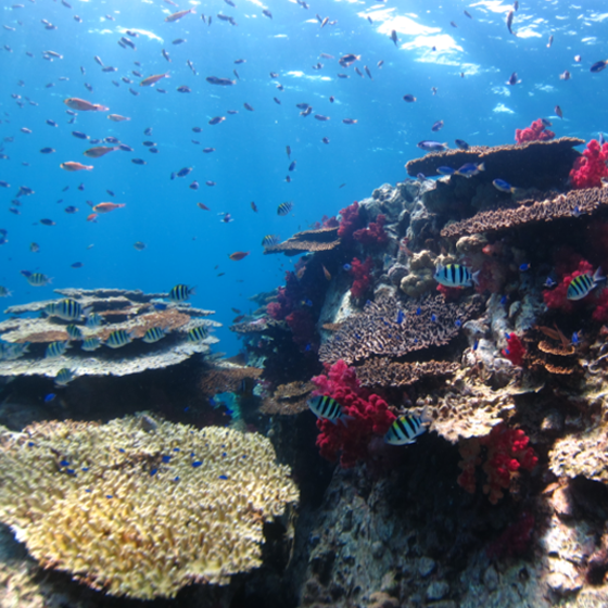 宇和海海中公園