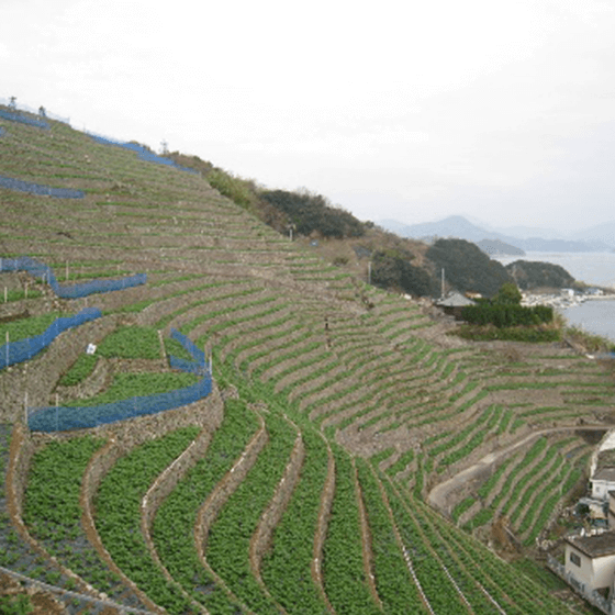 遊子水荷浦の段畑