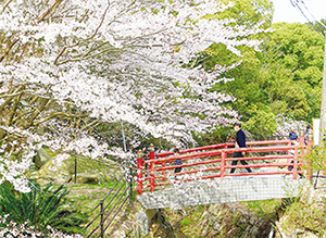 ［上島町］いわぎ桜まつり