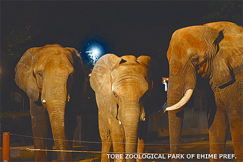 今年も開催！ 「夜の動物園」