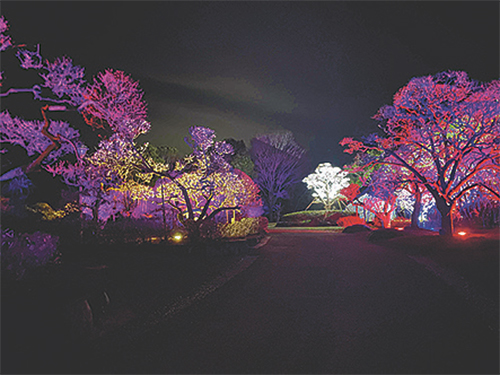 春はもうすぐ!「南楽園梅まつり」開催