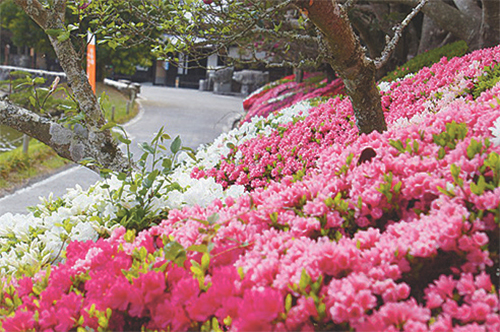 日本庭園 南楽園 つつじまつり「つつじ日和・茶の時間」開催