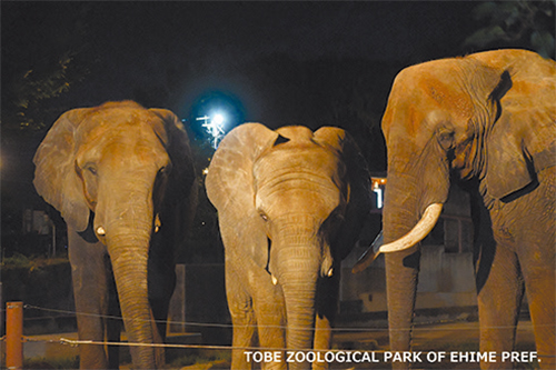 今年も開催! 夜の動物園