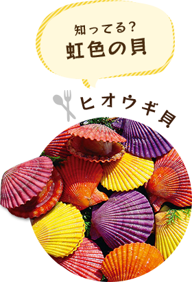 知ってる?虹色の貝 ヒオウギ貝