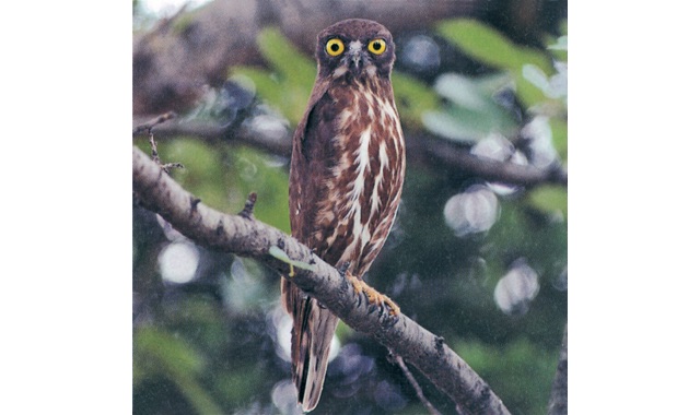 アオバズク画像