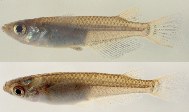 愛媛県レッドデータブック 淡水魚類 ミナミメダカ