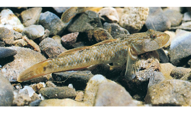 蒼社川水系のカワヨシノボリ 画像