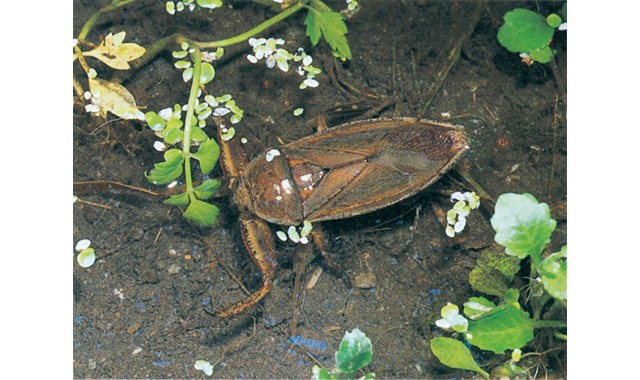 愛媛県レッドデータブック 昆虫類 タガメ