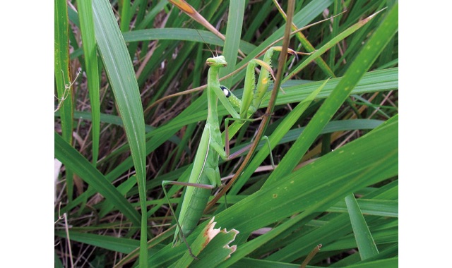 ウスバカマキリ 画像