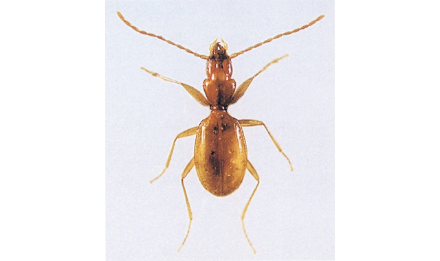 愛媛県レッドデータブック | 昆虫類 | クロイワメクラチビゴミムシ