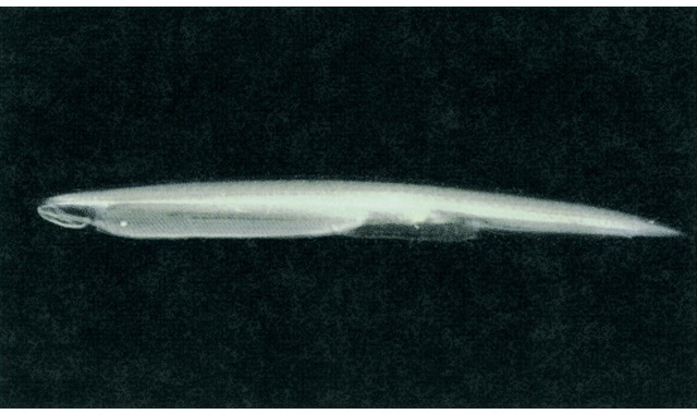 ヒガシナメクジウオ 画像