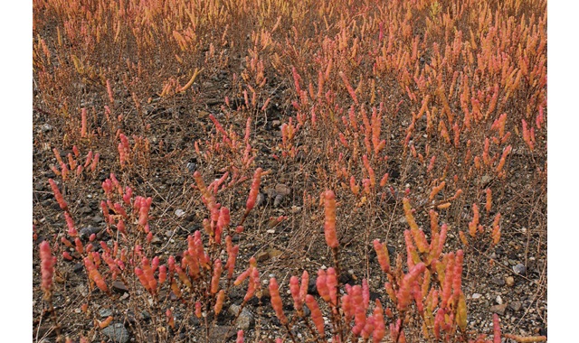 愛媛県レッドデータブック 高等植物 アッケシソウ