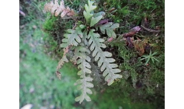 愛媛県レッドデータブック | 高等植物 | オオクボシダ