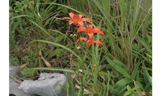 愛媛県レッドデータブック 高等植物 ヒメユリ