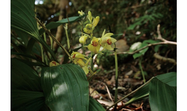 愛媛県レッドデータブック 高等植物 ガンゼキラン