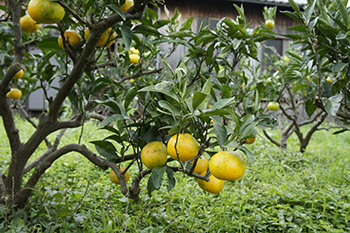 Ikina Muzuki Orange Picking (Muzukijima Island)
