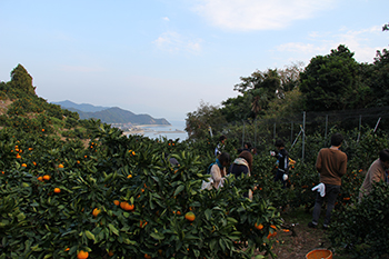 Orange picking with a blue sea and blue sky (Nakajima Island)