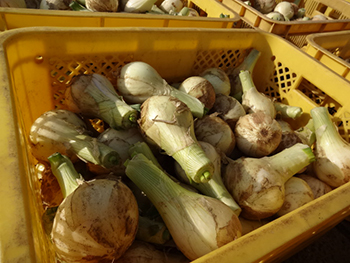 Mini Farming Experience -- Harvesting Onions (Tsuwajijima Island)