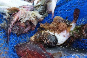 Dragnet fishing at Aikogahama, Gogoshima (Gogoshima Island)