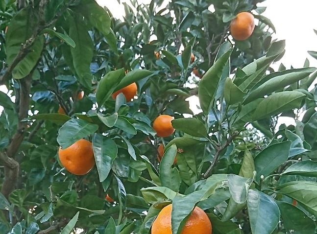 中島のおいしいみかん狩り