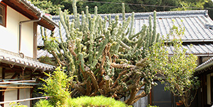Photo of Large cactus