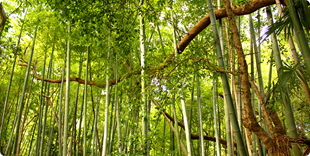 宇佐八幡神社の境内の竹林の写真
