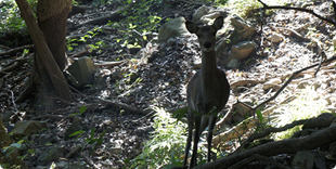 Photo of Kashima deer