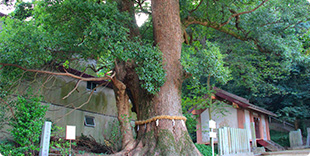 Photo of Big camphor tree