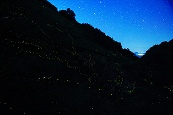 Flashing Firefly Tour (Nakajima Island)