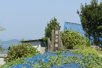 植え隊・摘み隊・拾い隊員募集（興居島）